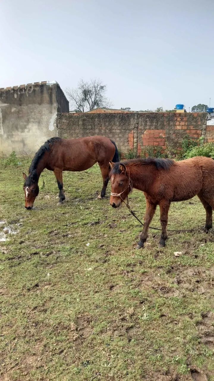 Cavalo Crioulo - Foto 3