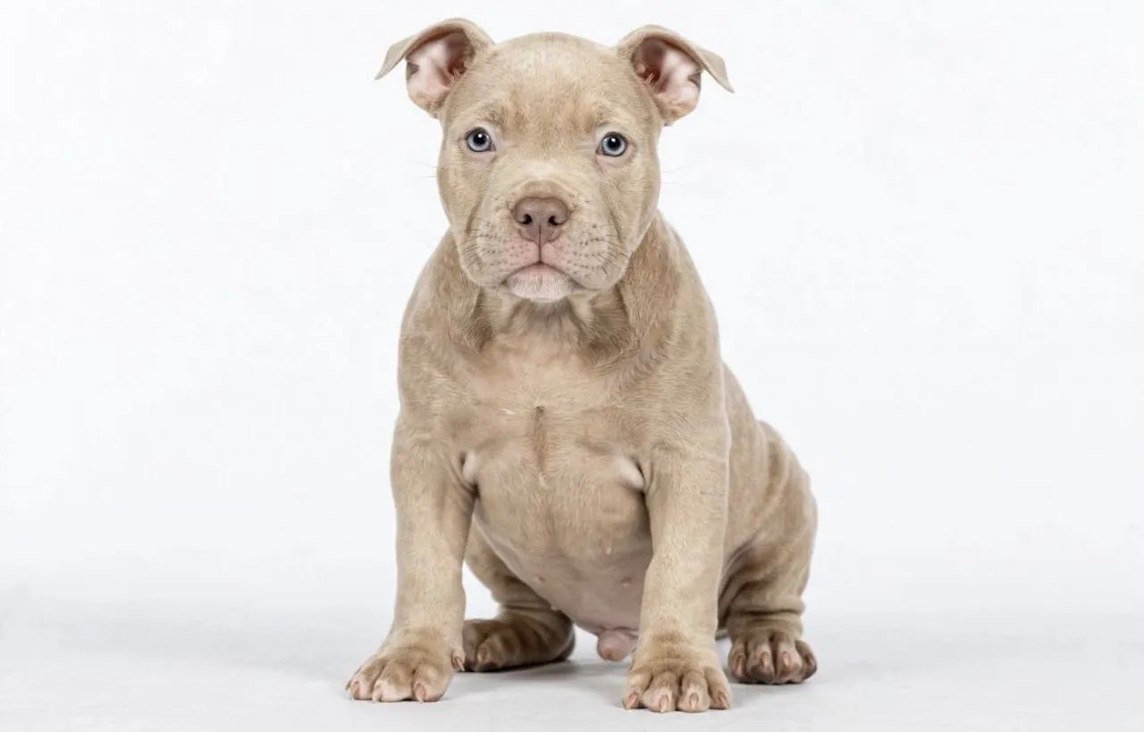 American Bully  - Foto 2
