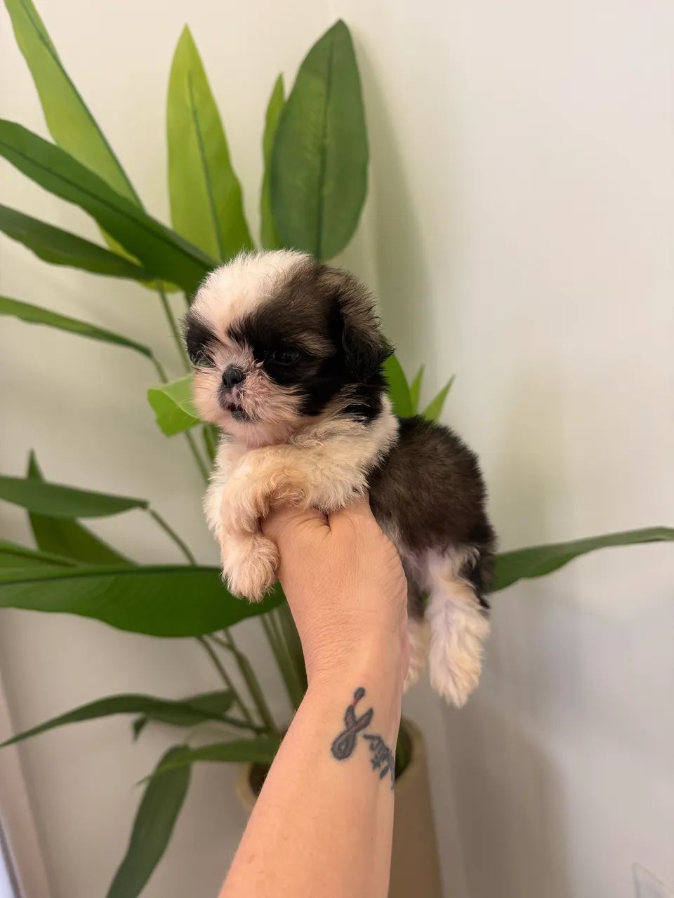 Shih tzu macho mini