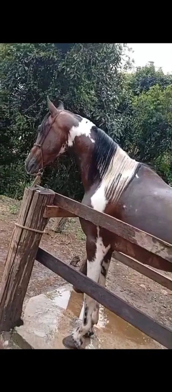 Cavalo castrado 