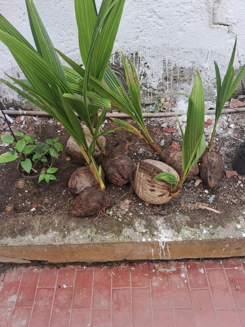 MUDAS DE COCO ANÃO - Foto 2