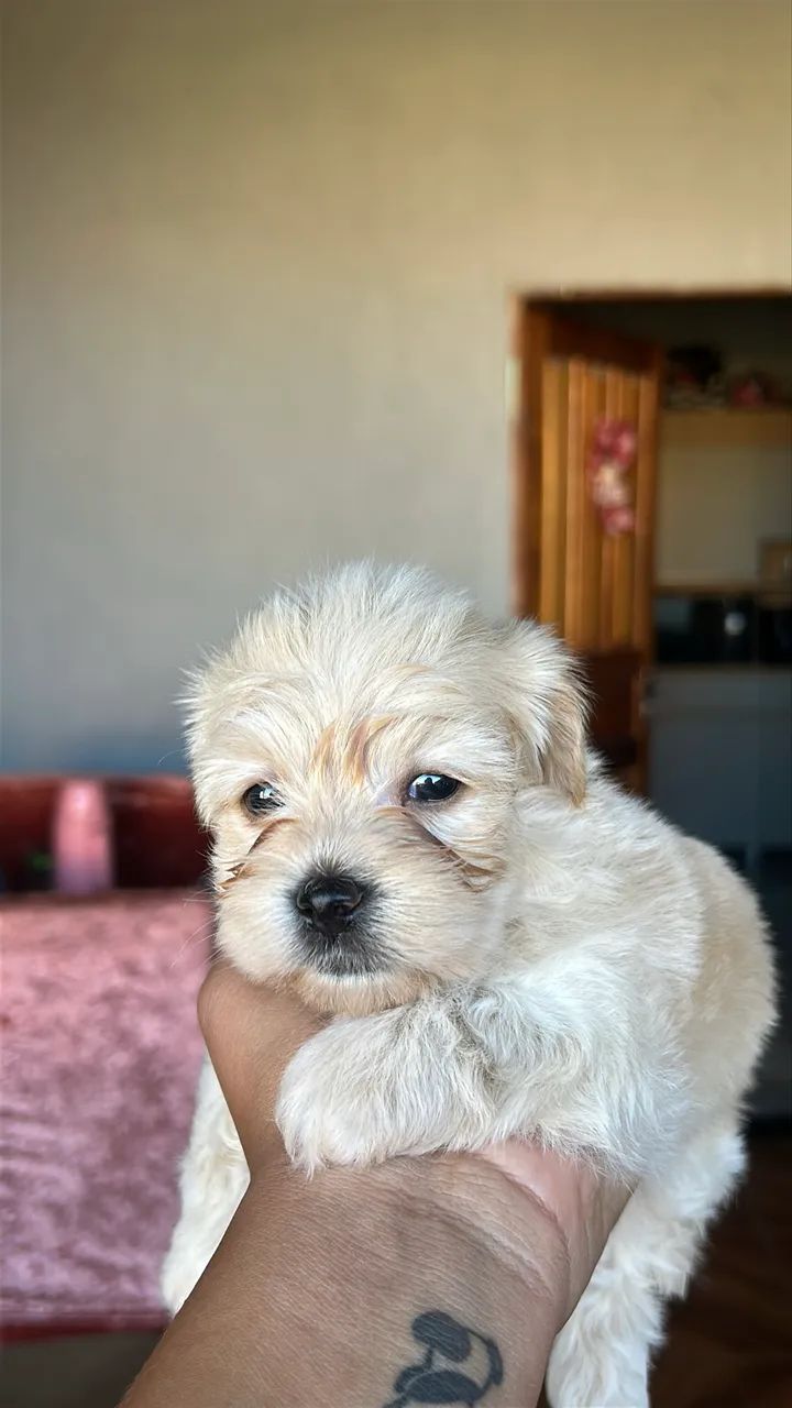 Macho maltês  - Foto 2