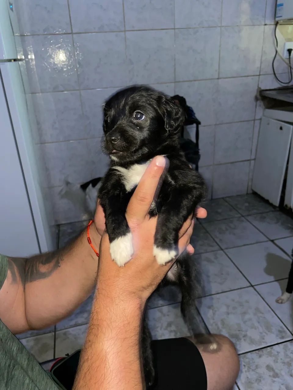 Adoção responsável  - Foto 4
