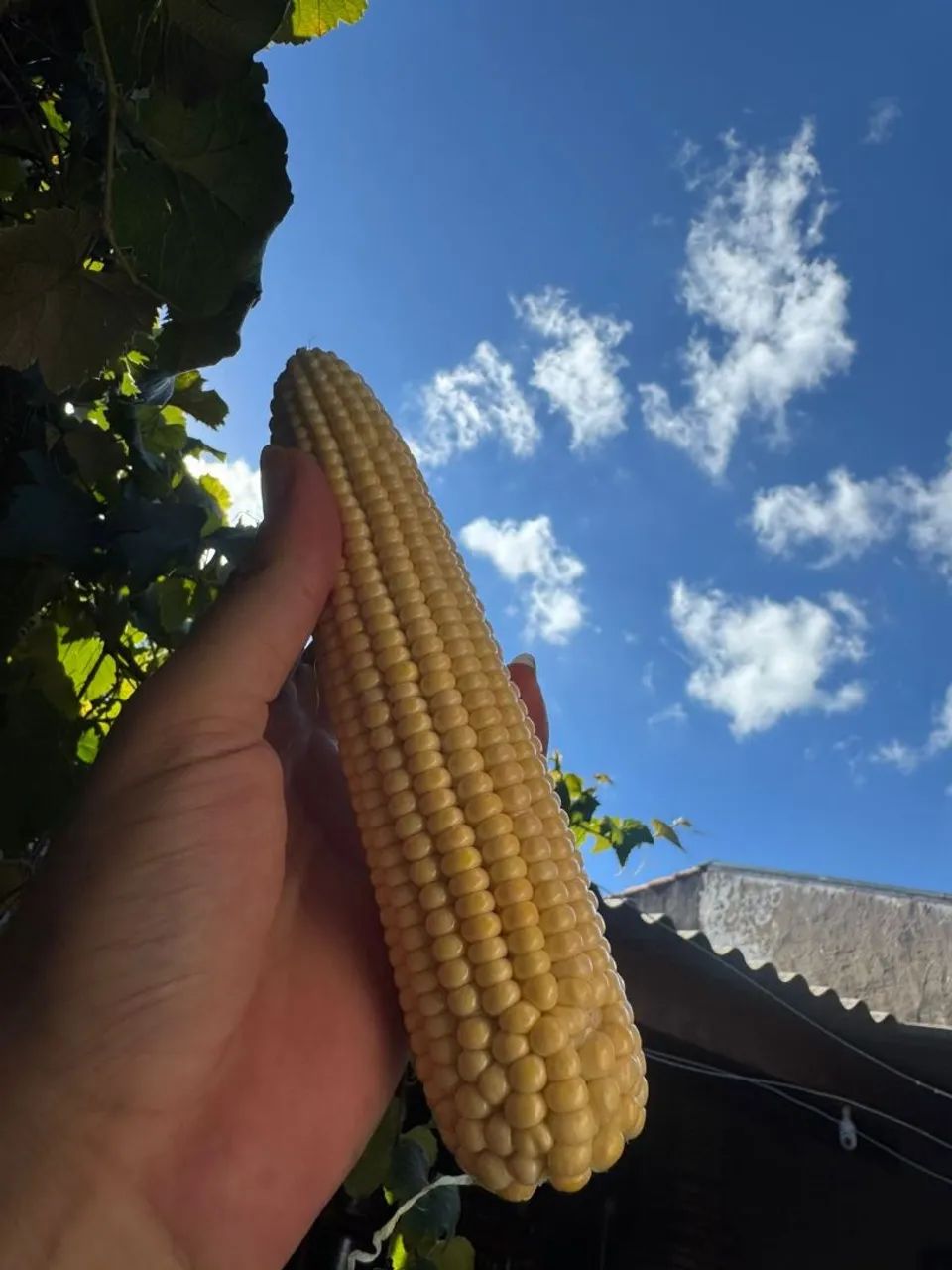 Milho verde $20 a DÚZIA  - Foto 6