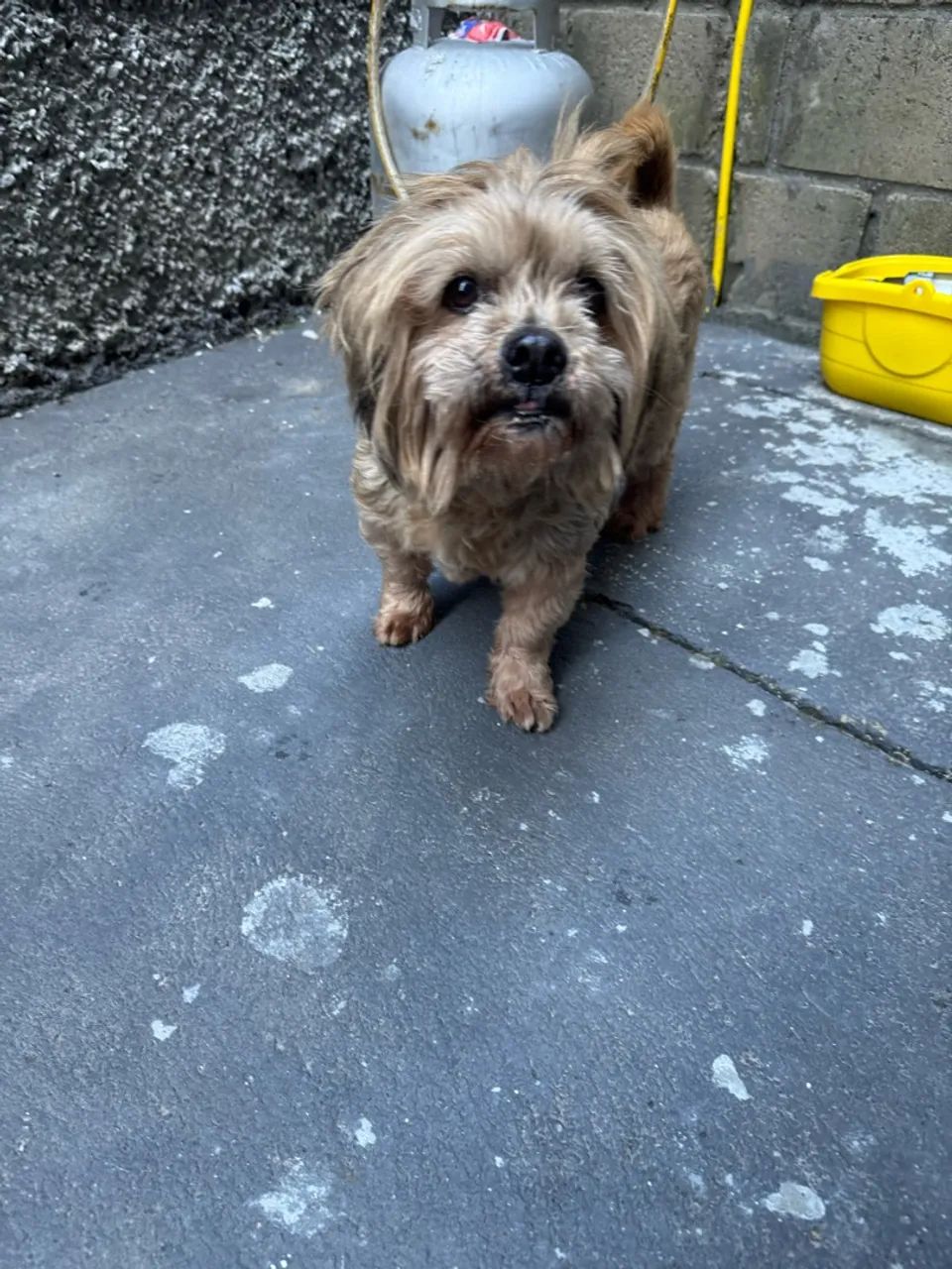 DOAÇÃO LHASA APSO MACHO  - Foto 2