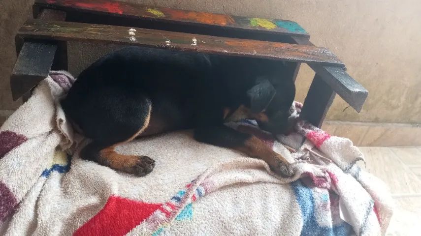 Cachorro perdido - Foto 2