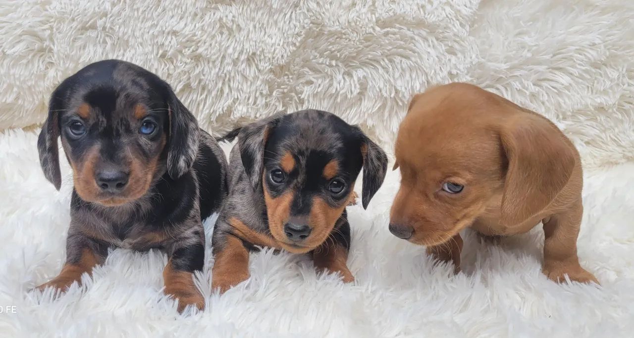 Dachshund Basset  - Foto 4