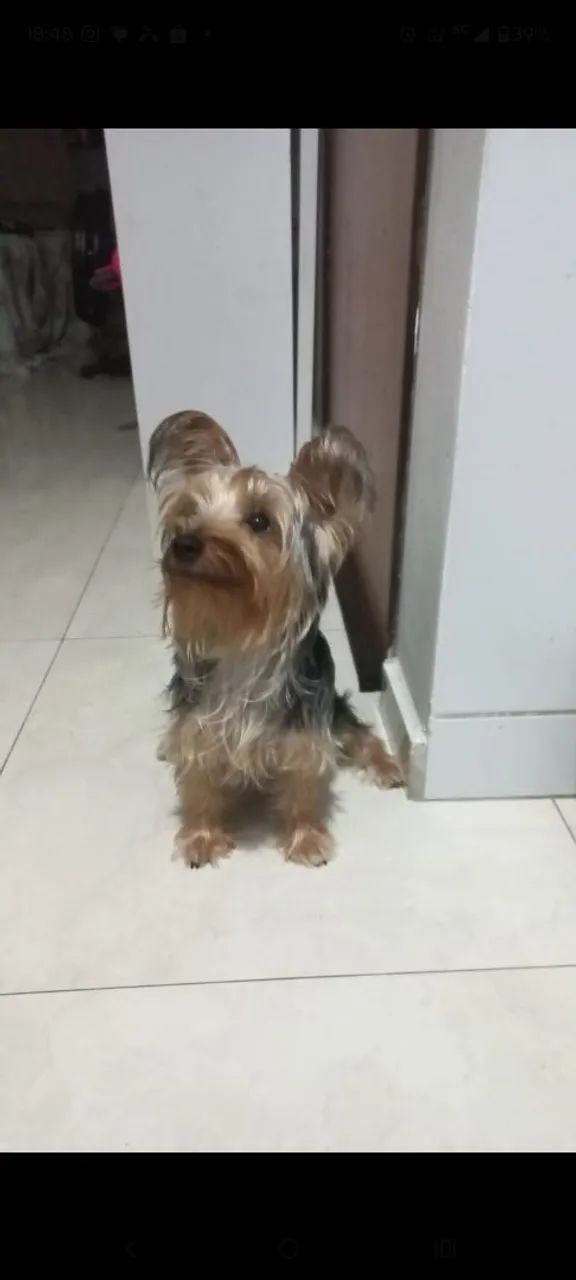 Lindo cachorro  - Foto 2