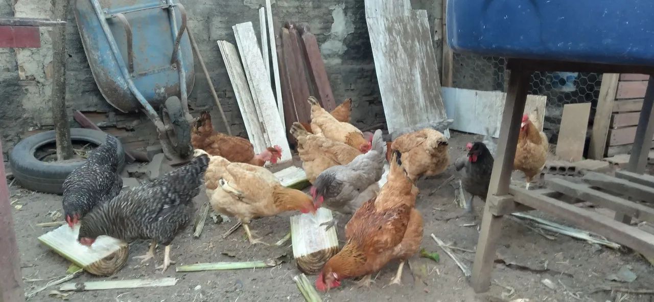 Galinha tipo caipira  - Foto 2