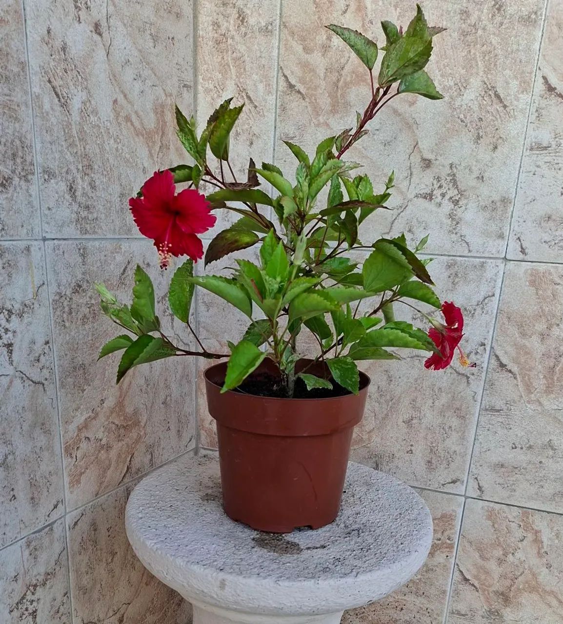 Vendo  - Foto 5