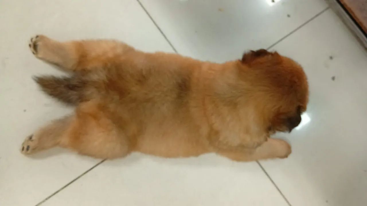 Chow Chow filhote  - Foto 3