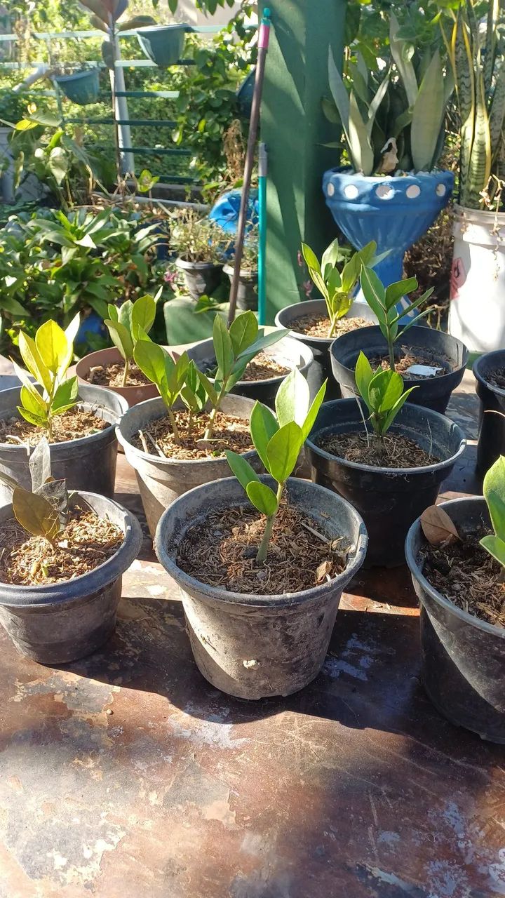 Mudas da Planta Zamioculca - Foto 5