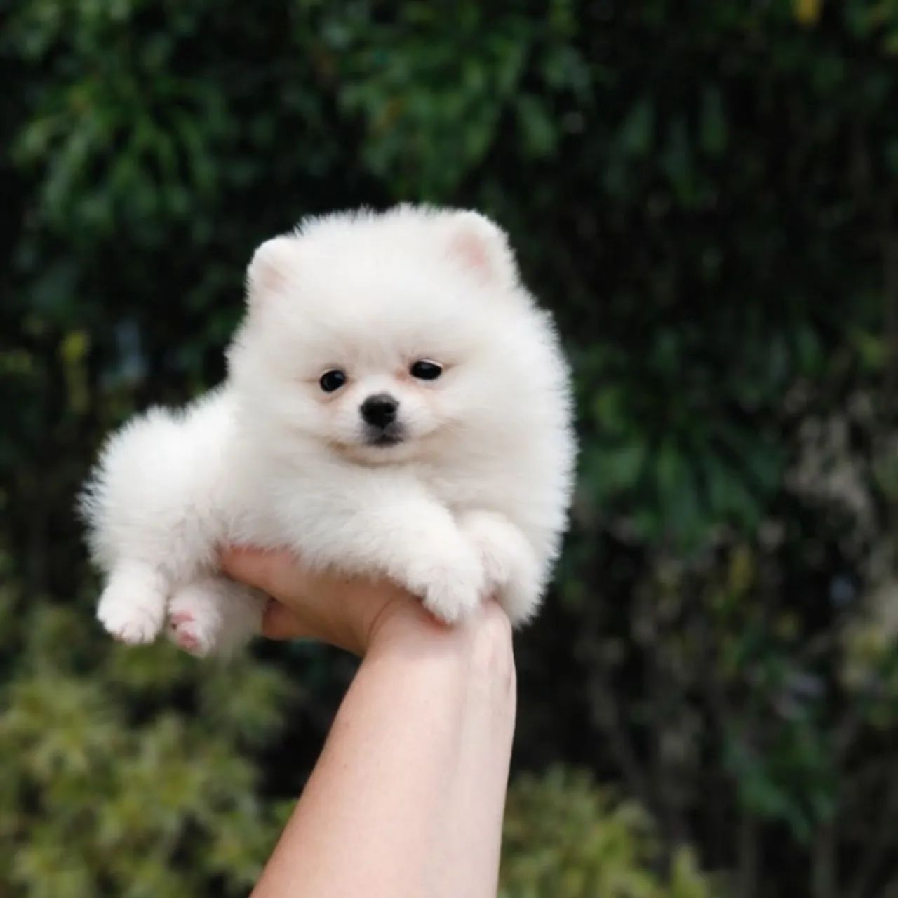 A Casa dos Verdadeiros Ursinhos Lulu da Pomerânia  - Foto 2