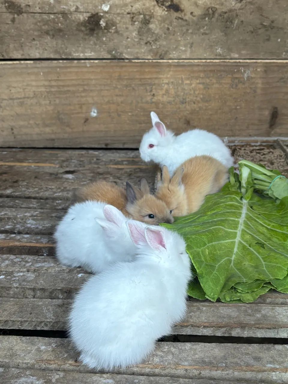 Coelhos mini lion - Foto 4