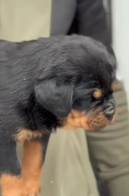 MACHOS E FÊMEAS DE ROTTWEILER - Foto 3
