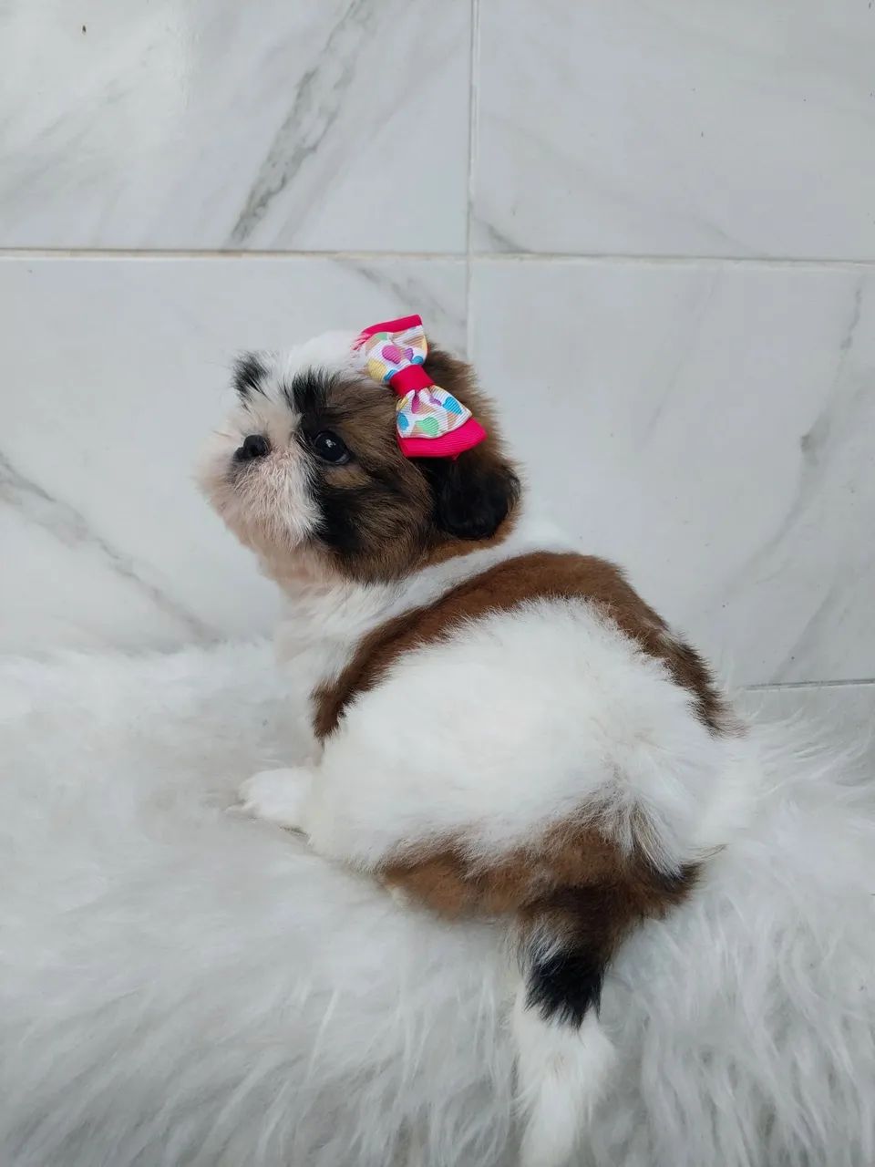 SHIH TZU BABYS 