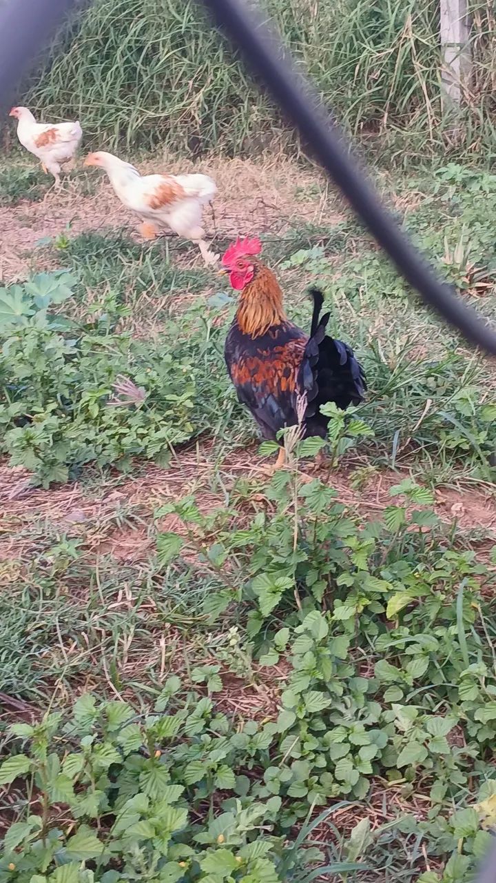 Garnize macho adulto