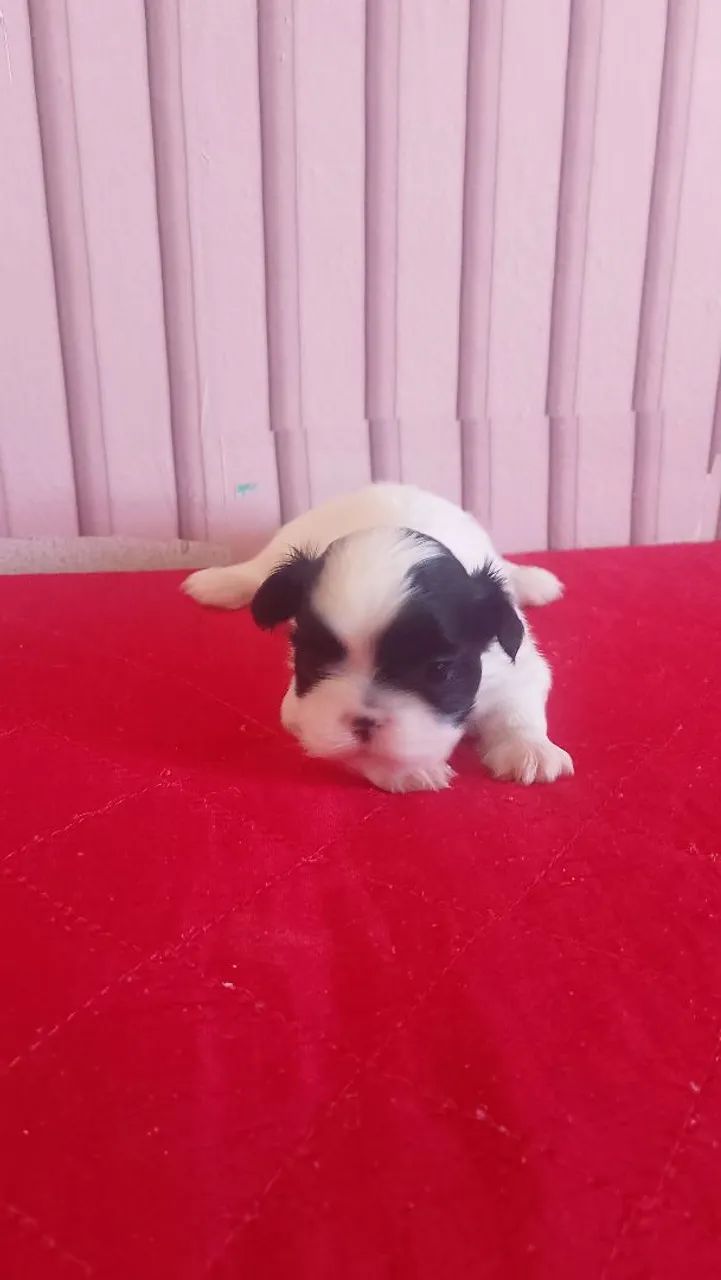 Shitzu  - Foto 2