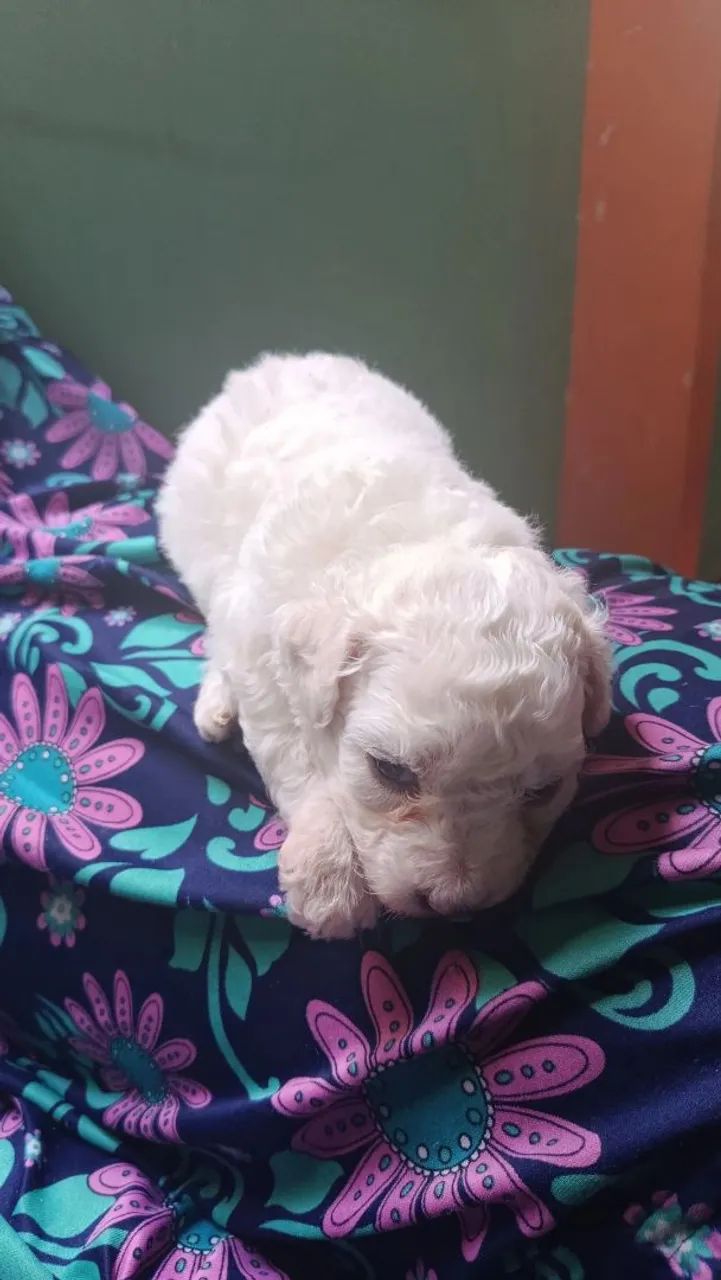 Filhote poodle  - Foto 3