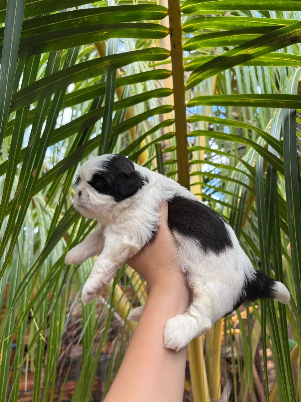 Shihtzu Macho  - Foto 5