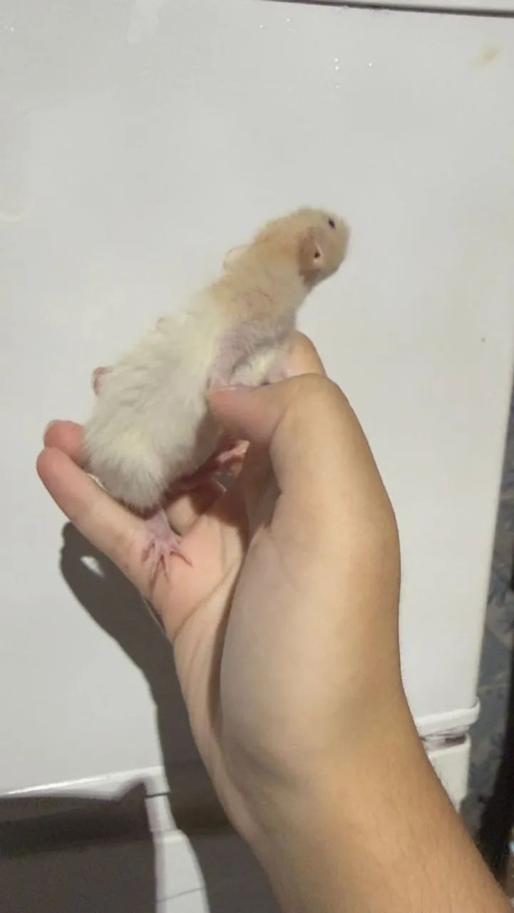 Ratinho Twister  - Foto 2