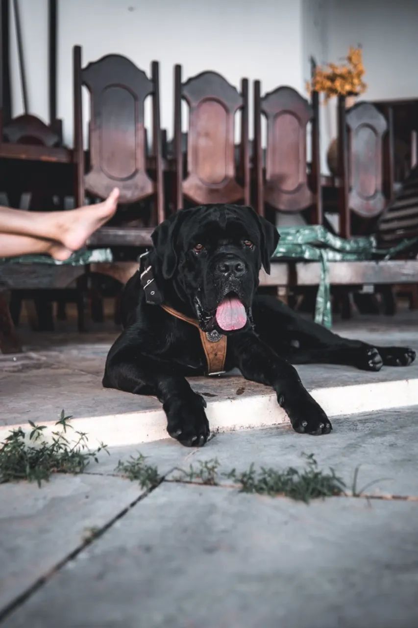 Cane Corso