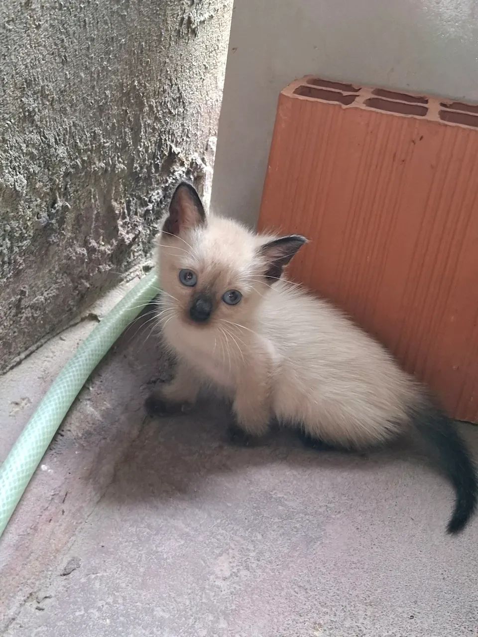 DOAÇÃO DE FELINOS SIAMÊS  - Foto 3