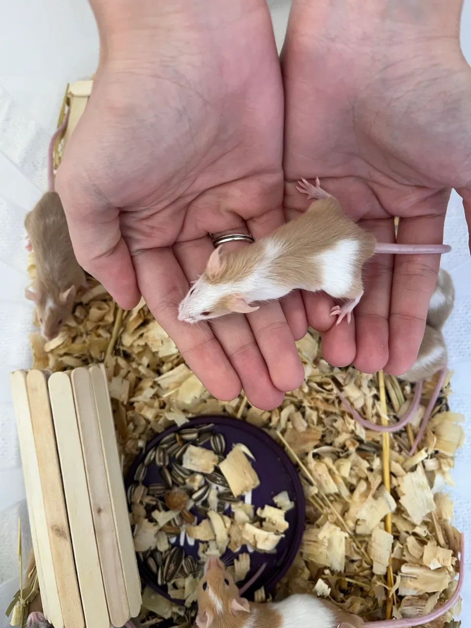 Ratos Topolinos - Foto 2