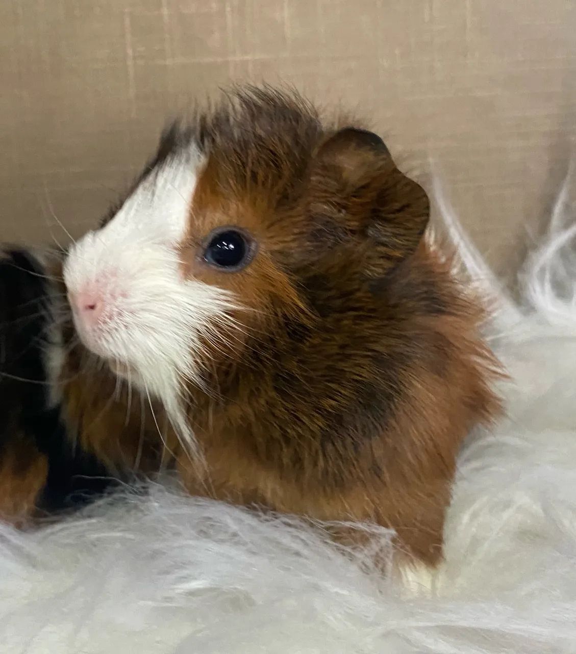 Porquinho da índia abissínio (pelo arrepiado) - Foto 3