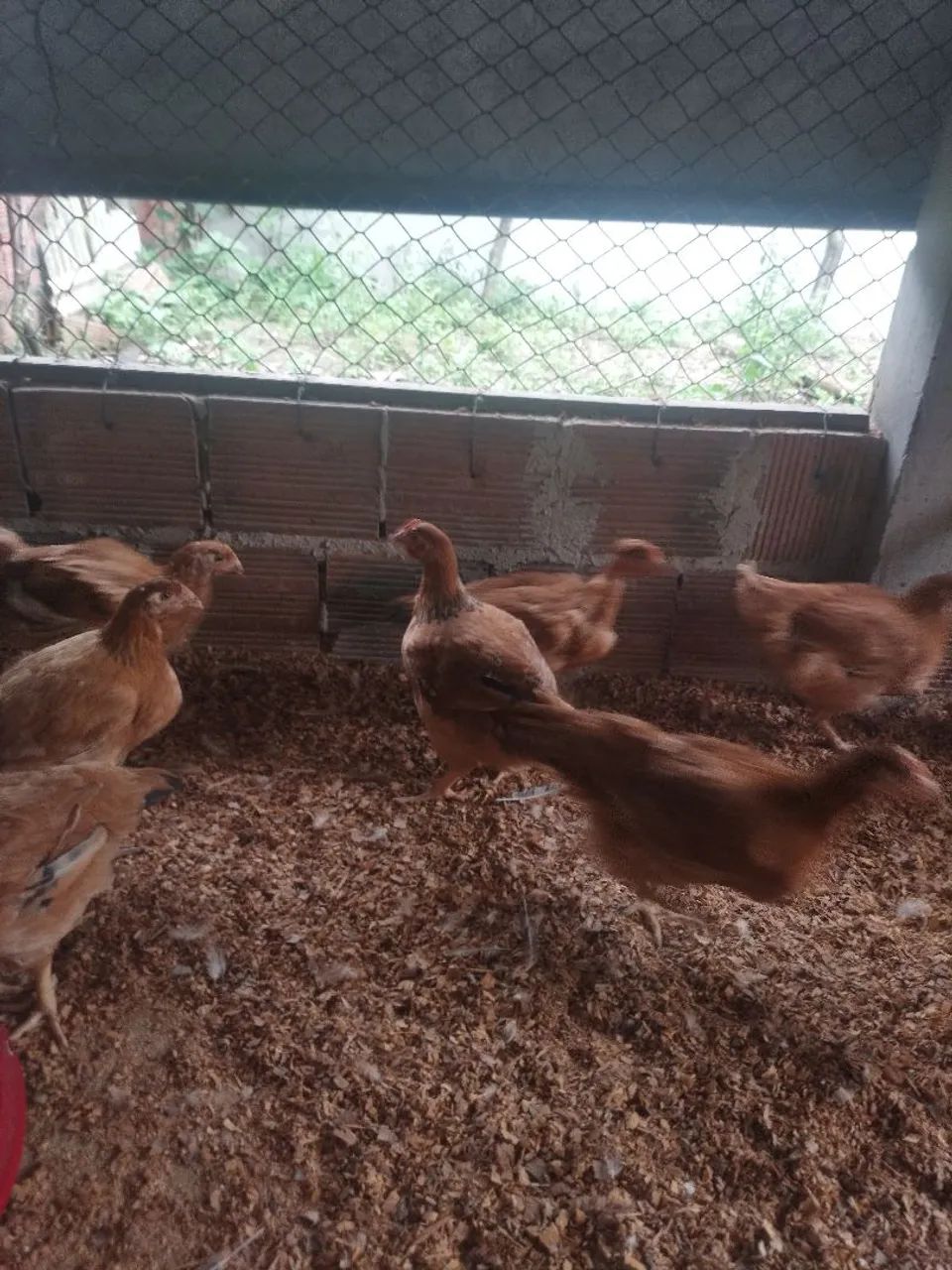 Galinhas poedeiras pra vender - Foto 5