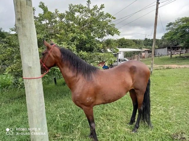 Cavalo - Foto 4