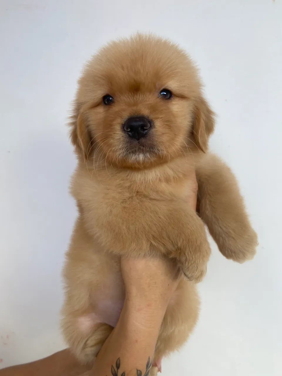 Golden Retriever  - Foto 2
