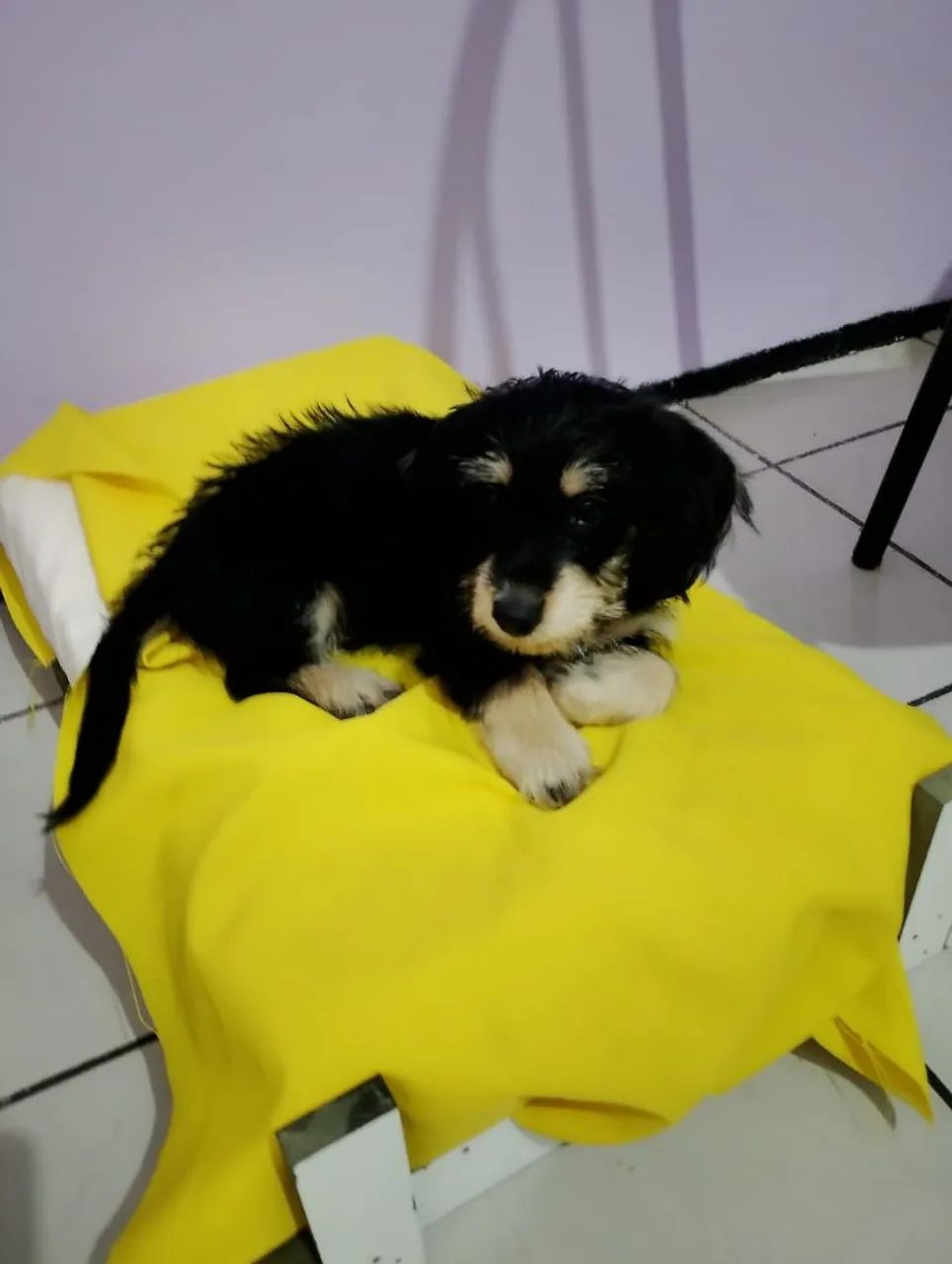 Filhote da raça poodle com maltez - Foto 4