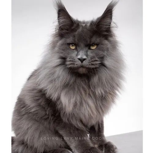 Maine coon 