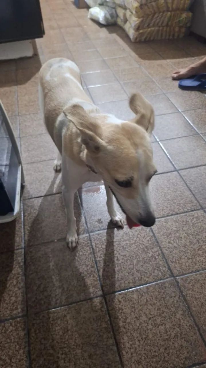 Cachorrinha para adoção - Foto 3