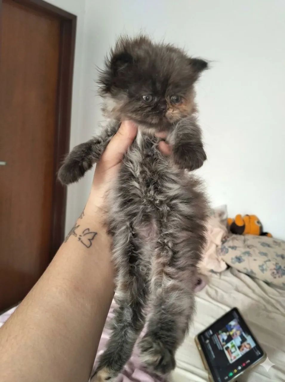 Gata persa fêmea disponível  - Foto 2
