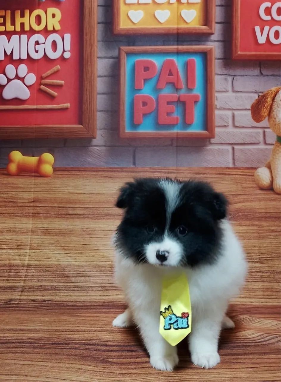 Spitz alemão  - Foto 4