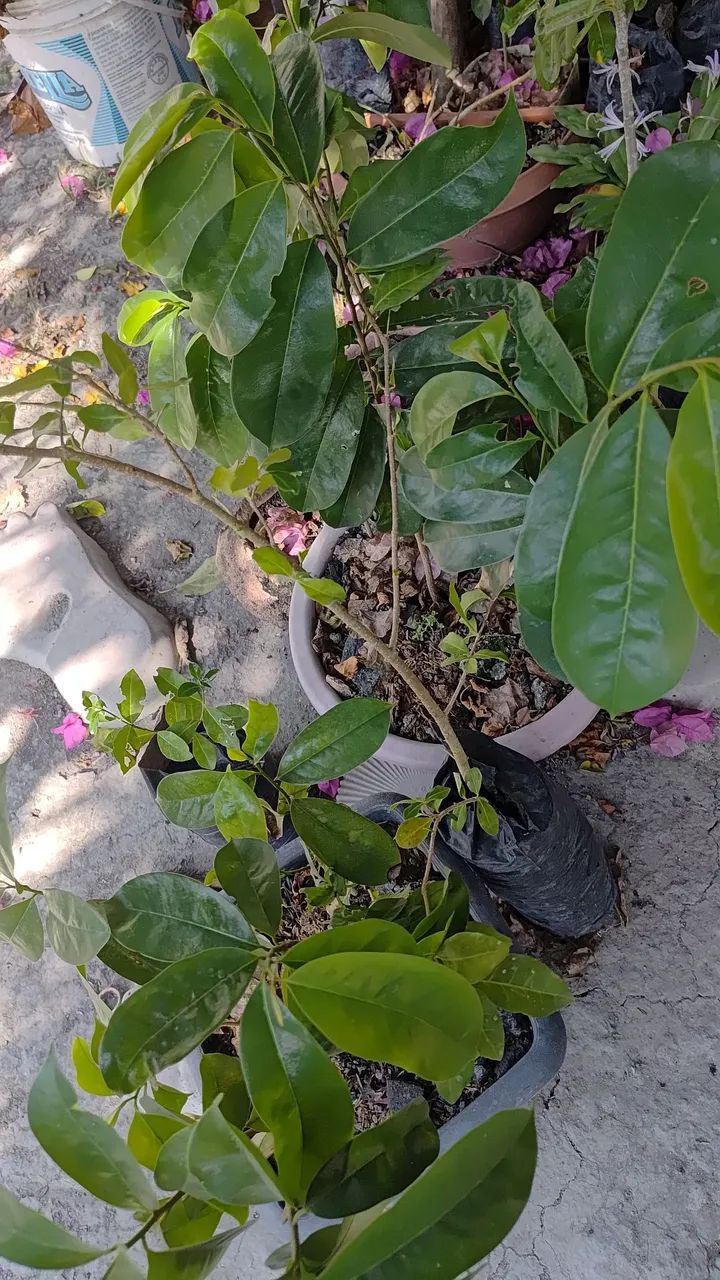 Venda de plantas  - Foto 4