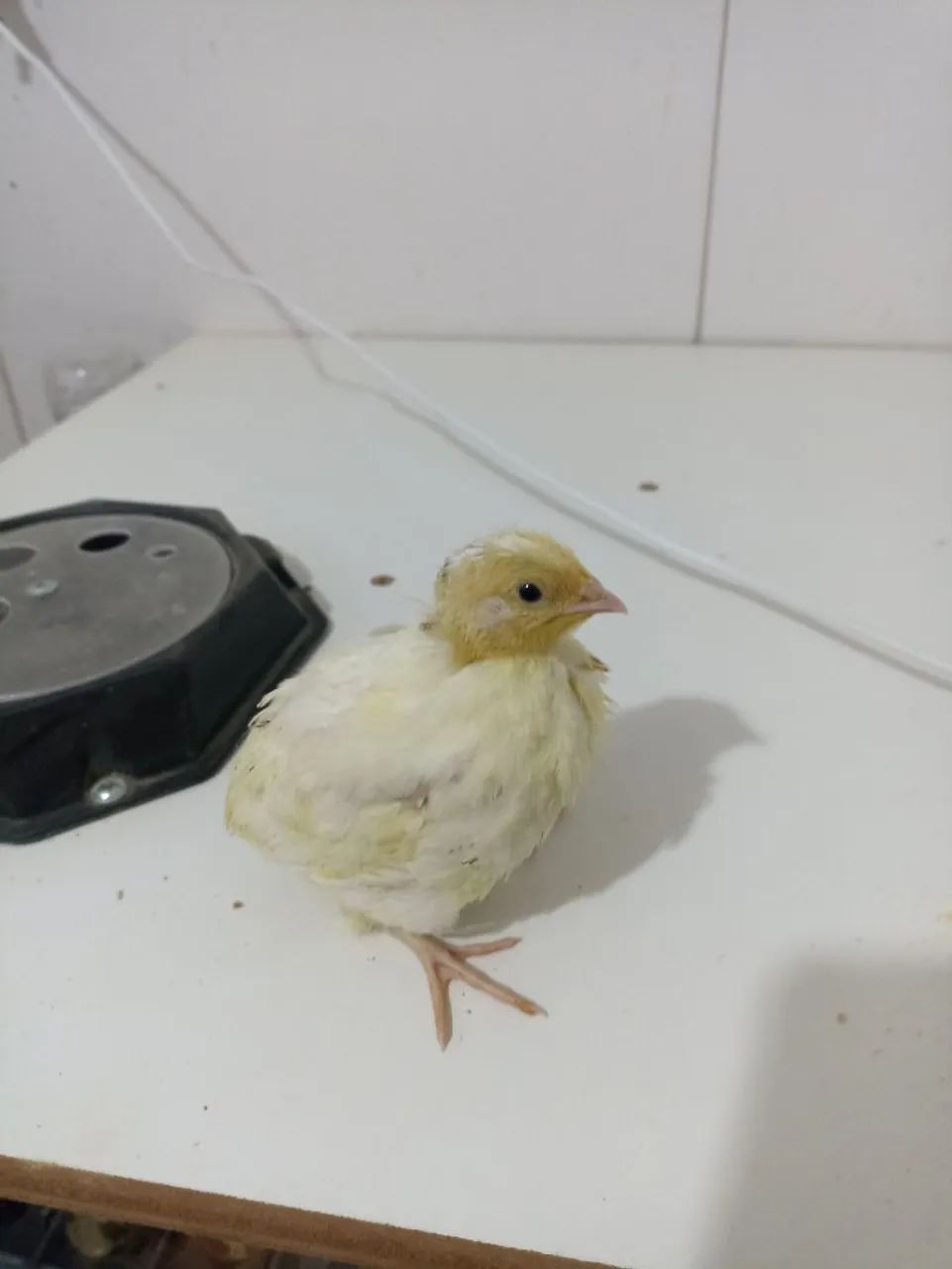 Codornas gigantes  - Foto 2