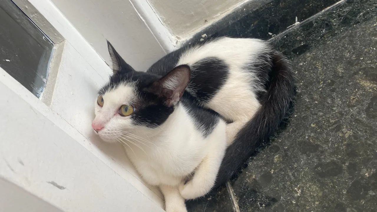 gatinha para adoção  - Foto 5