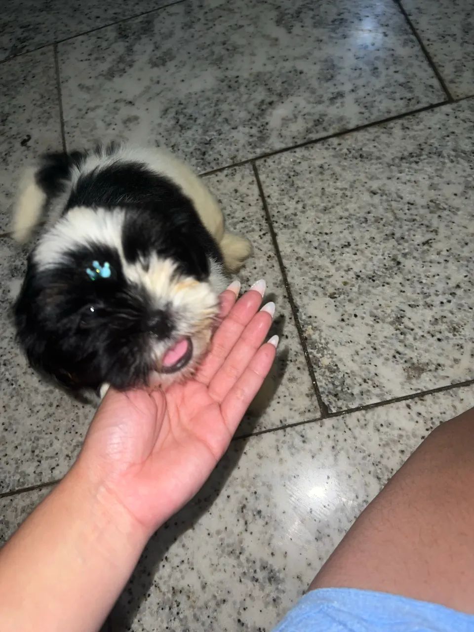 Shitzu machô a venda  - Foto 2