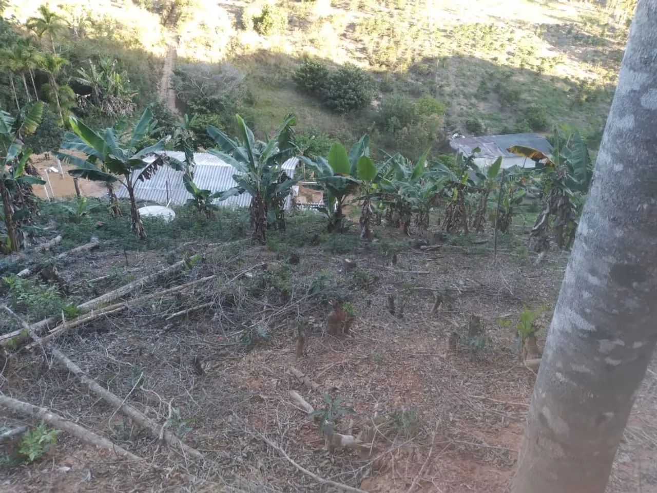 Sítio com casa e 2 mil pés de café  - Foto 4