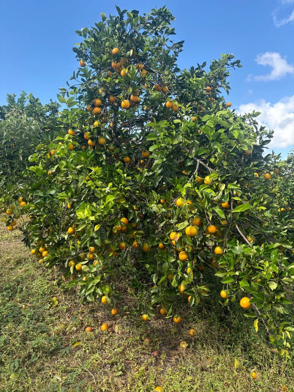 LARANJA PERA DIRETO DO PE