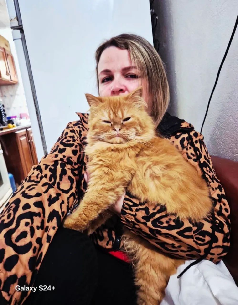 Algum Gato Macho Persa Disponivel???