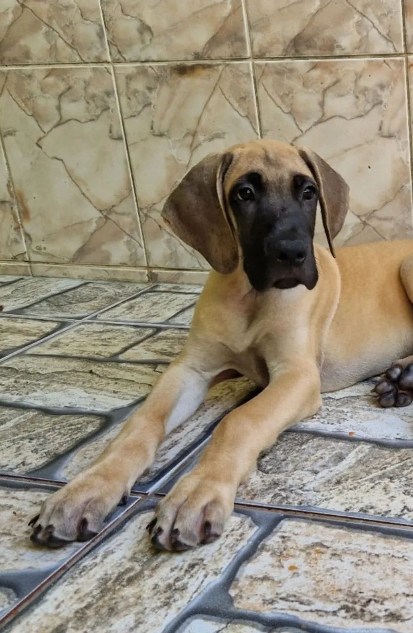 Macho de Dogue Alemão, 8 meses.  - Foto 2