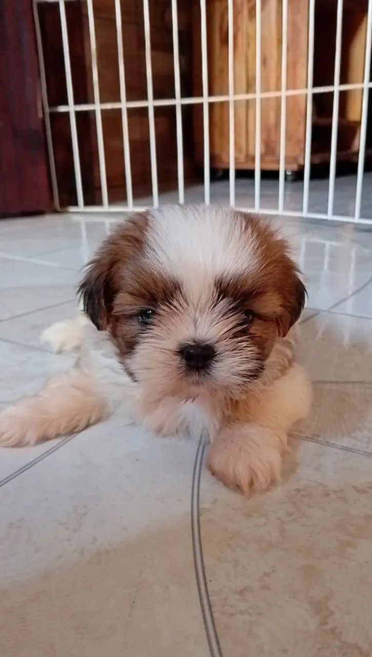 Shih Tzu  - Foto 4