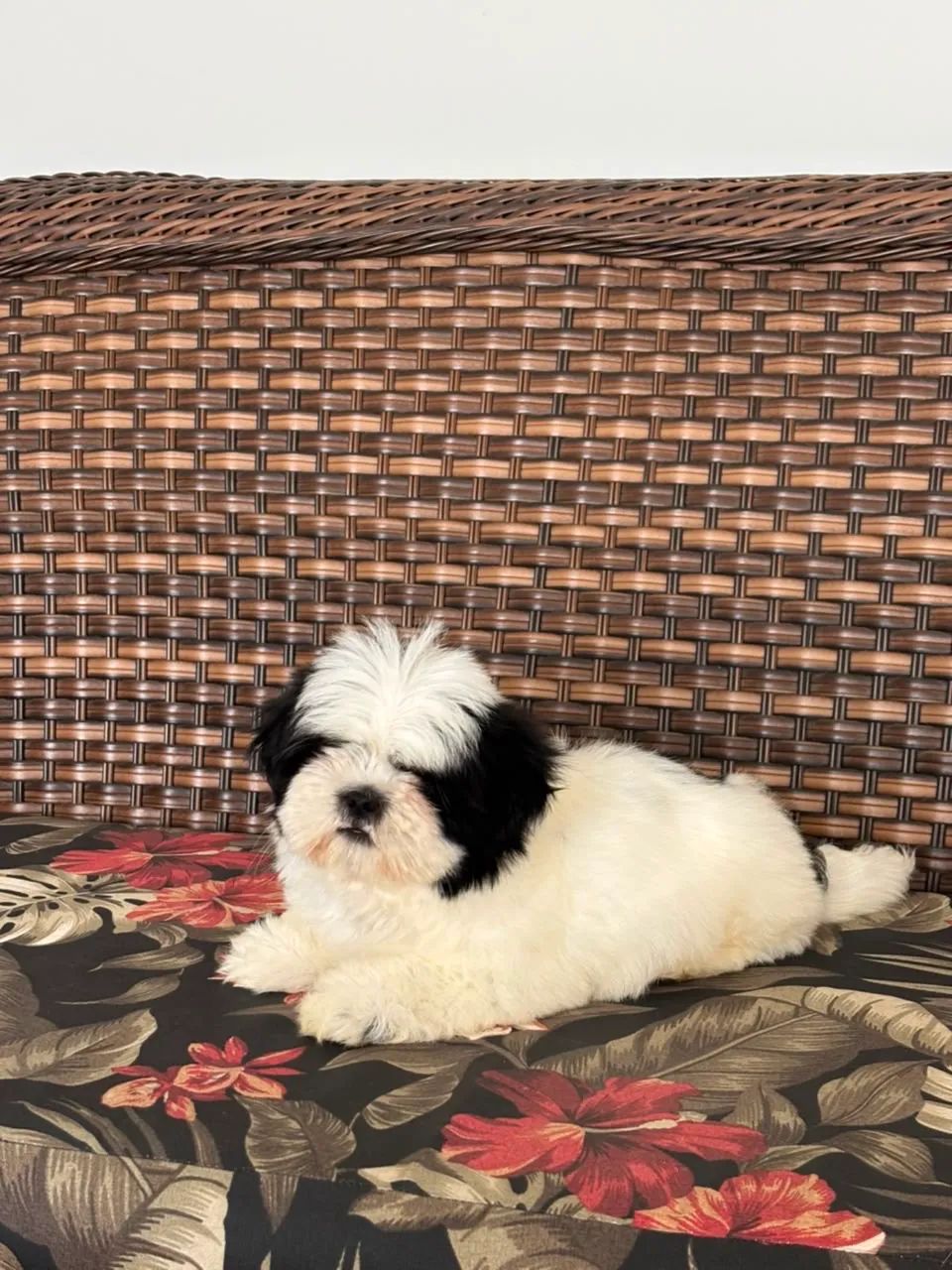 Lhasa macho  - Foto 3