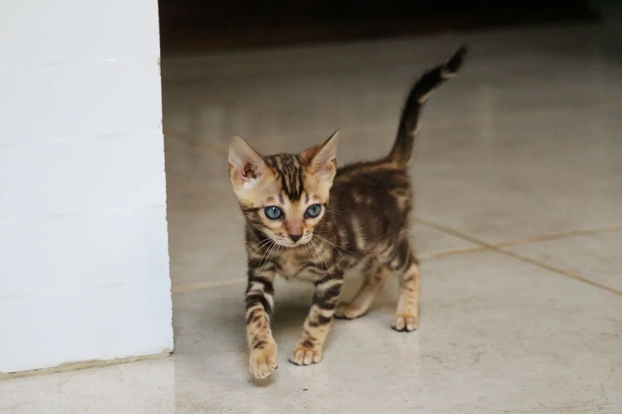 Bengal fêmea  - Foto 5