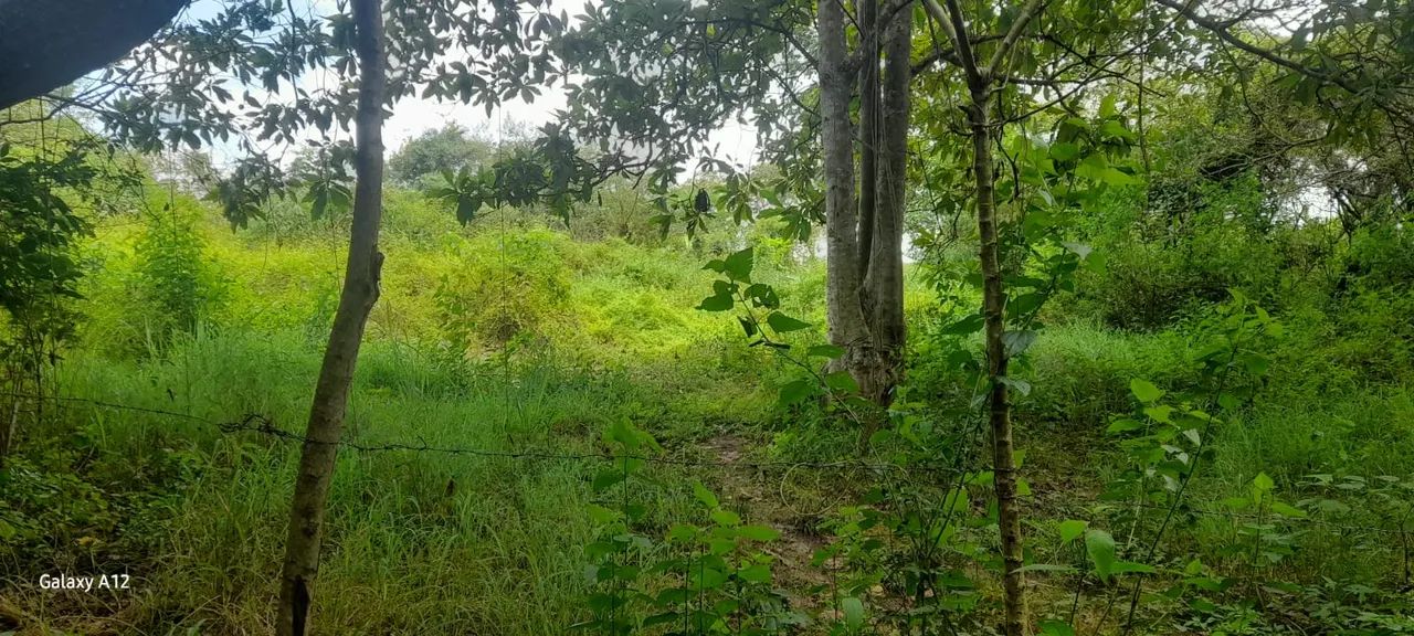 ÓTIMO TERRENO NO SÍTIO TABULEIRO COM MAIS DE UMA HECTARIA. - Foto 4