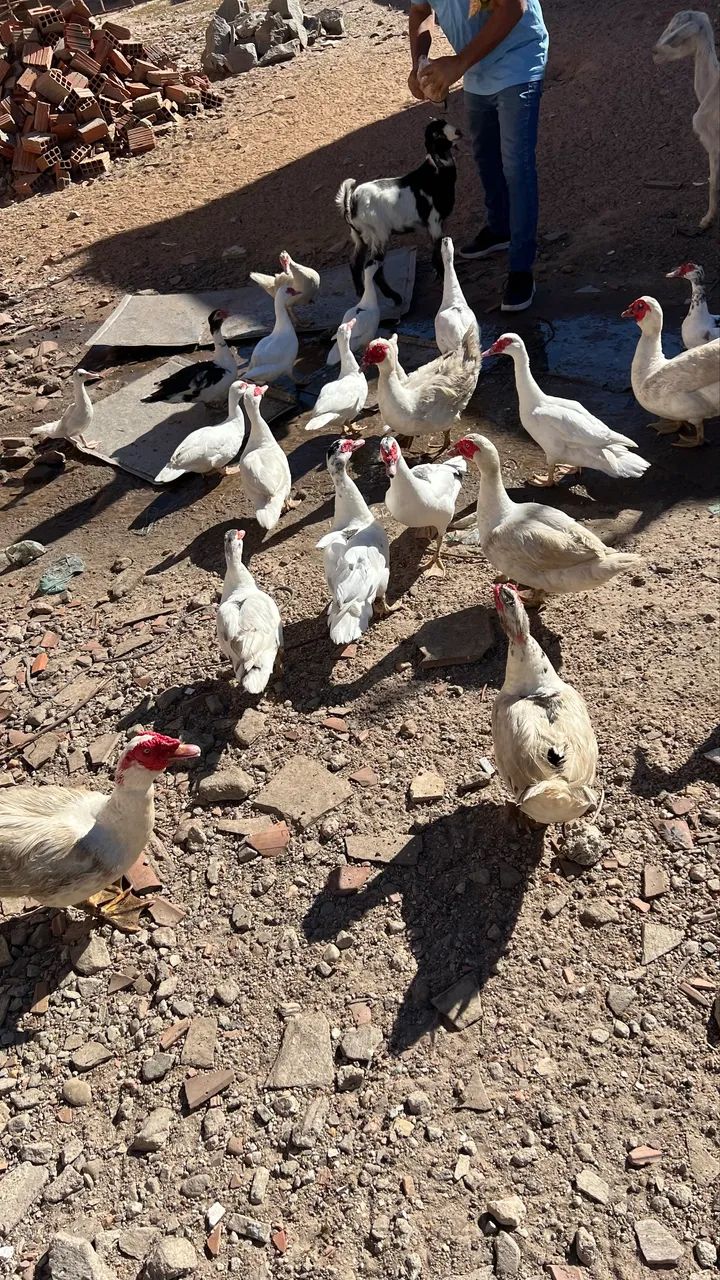 Vendo patos no precinho  - Foto 2